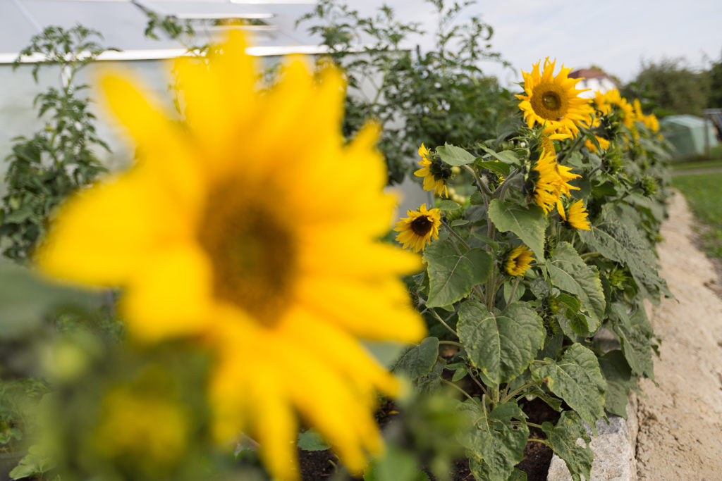 Sonnenblumen
